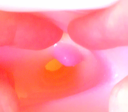 λ˥ڥڥ͵¸ߡ