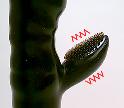 ̵Υ͵ȥꥹ路ޤ