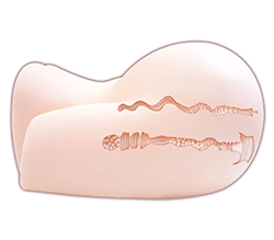 5.5Kgʥʤξڤޤ